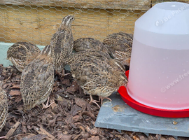 Quails for sale