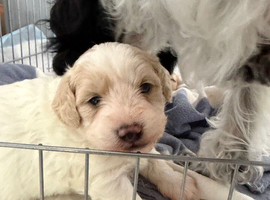 Maltese x havenese X poodle
