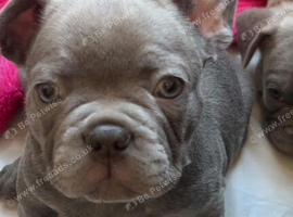 Meet Yellow, our gorgeous Blue French Bulldog girl!