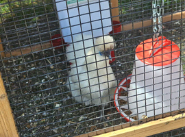 Silkie hens