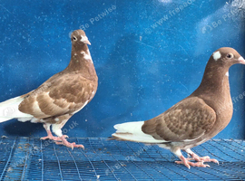 Muleman young birds