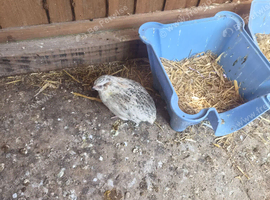 Japanese quails