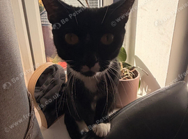 Female cat