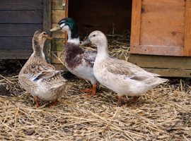 *PRE ORDER* mini and LF Appleyard ducklings!