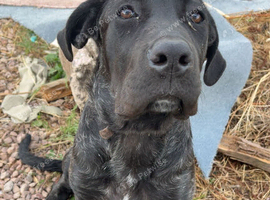 Cane corso