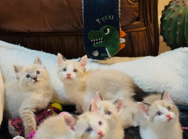 5 cross ragdoll
