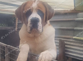 St Bernard boy for sale