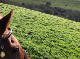 Looking for a horse