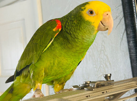 Yellow headed amazon