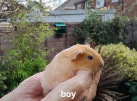 Baby guinea pigs BLACKPOOL AREA