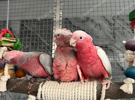 Ready Now Baby Handreared Super Tame Cuddly Galah Cockatoo Parrot,18