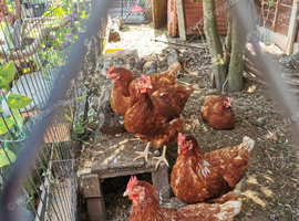 8 x in lay 6 month old lohman brown/isa brown/ commercial brown laying hens