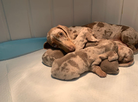 Miniature dachshund puppies