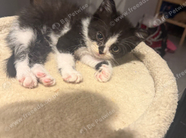 Three beautiful mixed kittens available