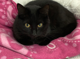 Female Black Cat