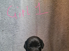 Beautiful Patterdale puppies for sale!