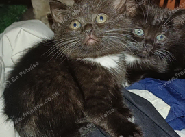 Miniature kittens, ready to go