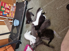 Kittens For sale