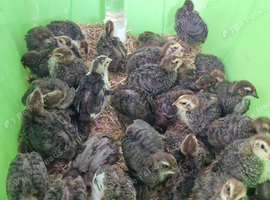 36 Quail Chicks 12 Days old