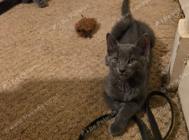 1 Sweet Russian Blue baby boy