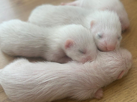 Ferrets for sale