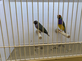 Pair of Gouldian Finches For Sale