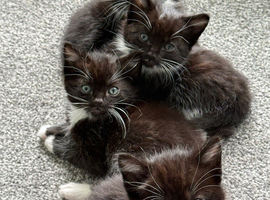 Kittens ready for rehoming