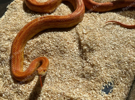 Proven Female Amel Tessera