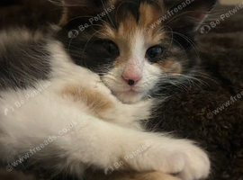 Long hair calico female