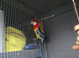 Male rosella