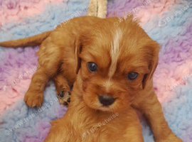 Beautiful  cavalier King Charles  puppies