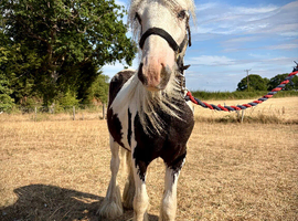 Sweet Yearling Cob Colt to make 13.2