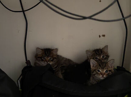 Kittens for sale