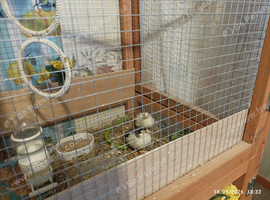 Available 1 x Tiny Adult BOY Button Quail in Pure All White Male 9 weeks old tennis ball size for &pound;5