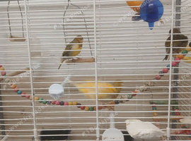 5 canarys 2 males 3 females