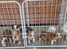 shih-tzu cross jack russle