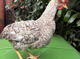 Crested cream Legbar males