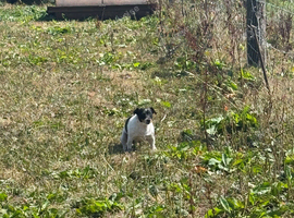 Miniature jack russel