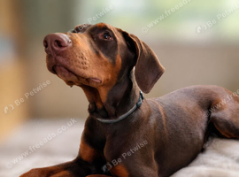 Exceptional Dobermann Boys - KC Registered & Health Tested ️