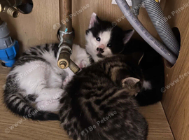 6 beautiful kittens for sale
