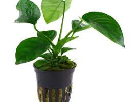 AQUARIUM ANUBIAS MOTHER PLANT &pound;10 (snail free) - &pound;10 each