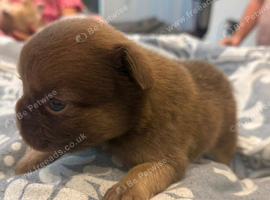 6 beautiful French bulldog puppies