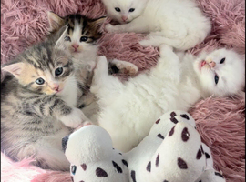 Four fluffy kittens