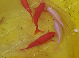 Pond goldfish x5 for sale