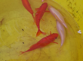 5x goldfish