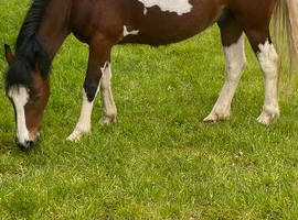 Quality gelding