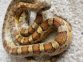 1 year old Corn snakes.