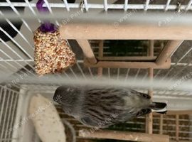 Lizard canary