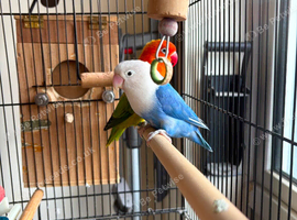 Breeding pair of Opaline Fischers