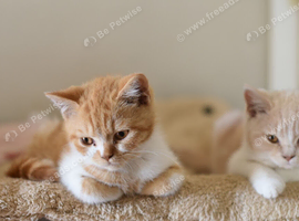 British shorthair kittens gccf reg